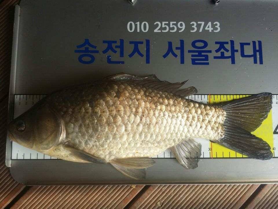송전지서울집4월18일조황 (유료터정보 - 유료터점주조황)