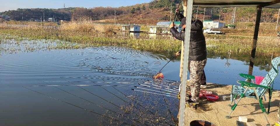 당진 가교리 낚시터 4월 17일 조황입니다 (유료터정보 - 유료터점주조황)