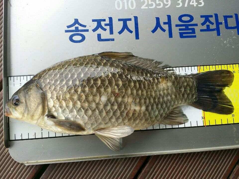 송전지서울좌대5월8일조황 (유료터정보 - 유료터점주조황)
