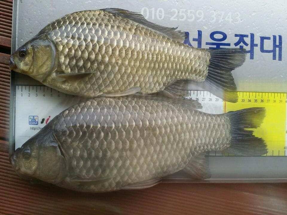 송전지서울좌대5월20일조황 (유료터정보 - 유료터점주조황)