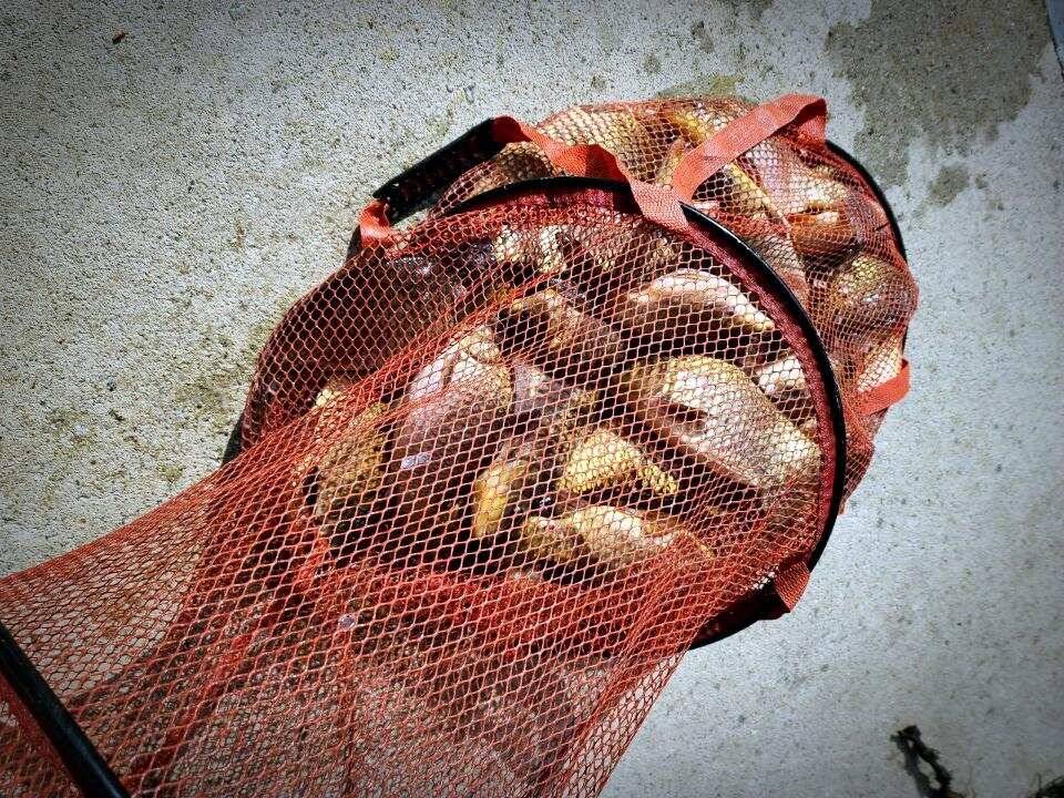 반제지 오늘부터 대방류시작되었습니다 1톤500방류 (유료터정보 - 유료터점주조황)
