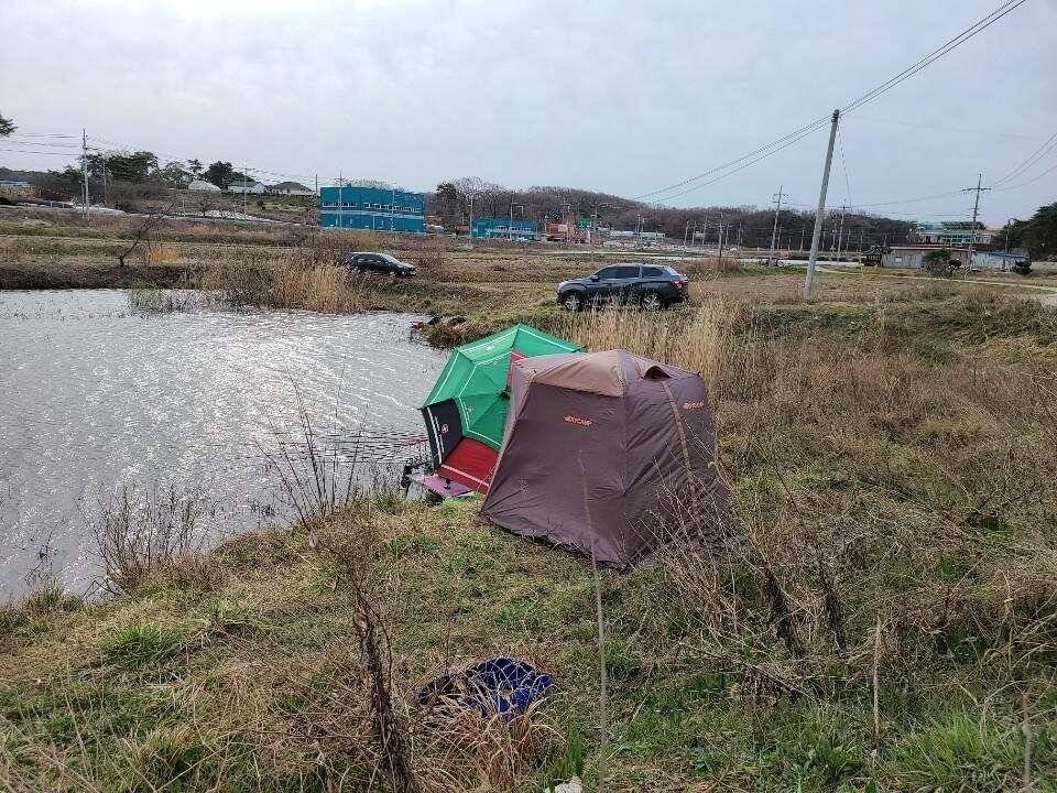 당진 가교리 낚시터 3월 31일 조황입니다 (유료터정보 - 유료터점주조황)