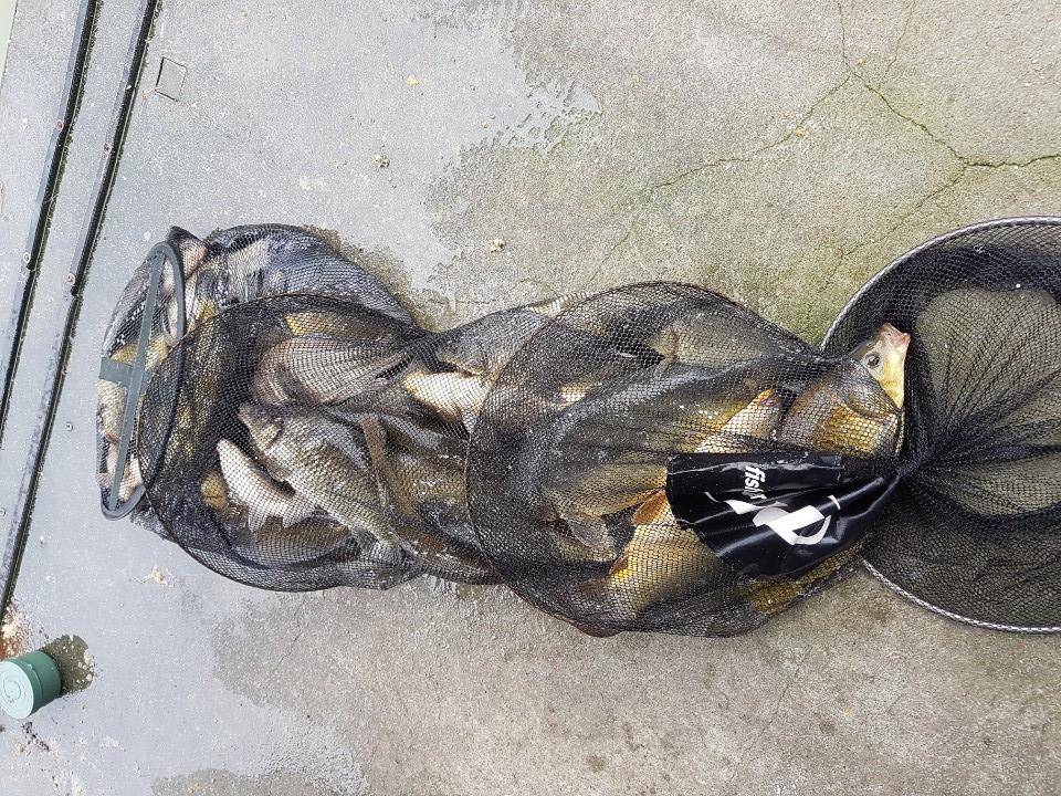 공주 고성낚시터 입니다 (유료터정보 - 유료터점주조황)