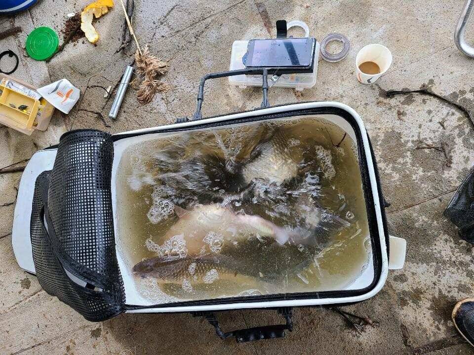 당진 가교리 낚시터 3월 30일 조황입니다 (유료터정보 - 유료터점주조황)