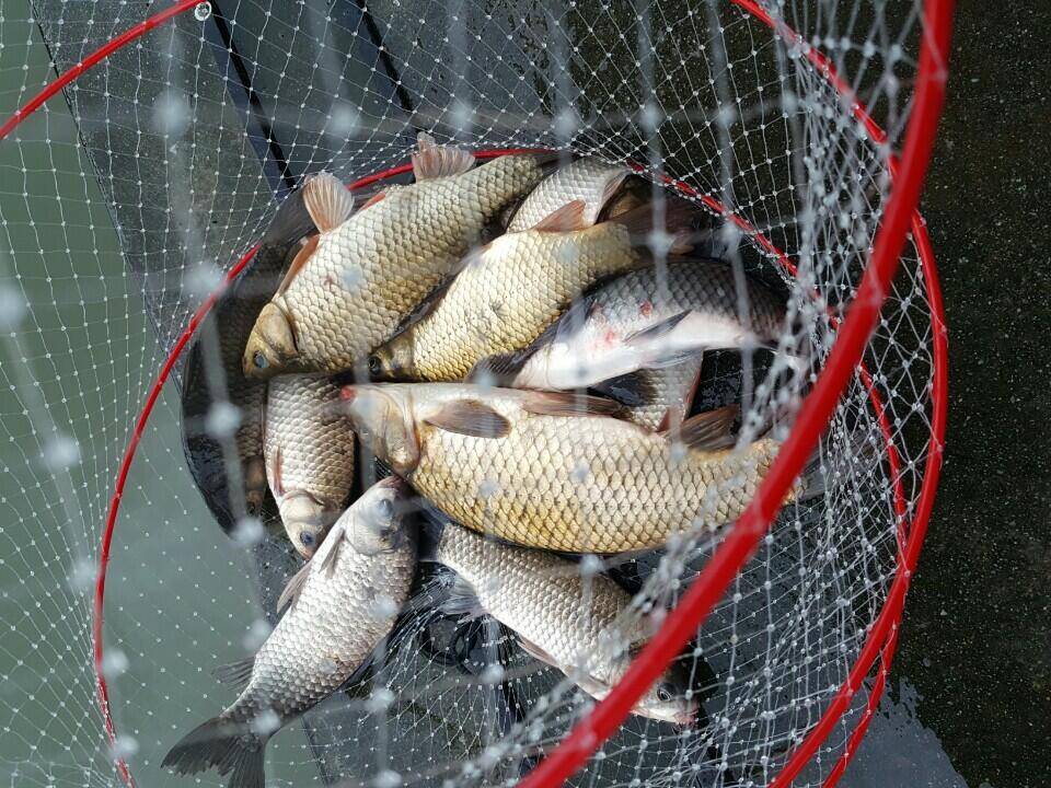 공주 고성낚시터 입니다 (유료터정보 - 유료터점주조황)