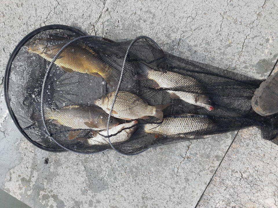 봉재낚시터 3월 1일 일 조황 (유료터정보 - 유료터점주조황)