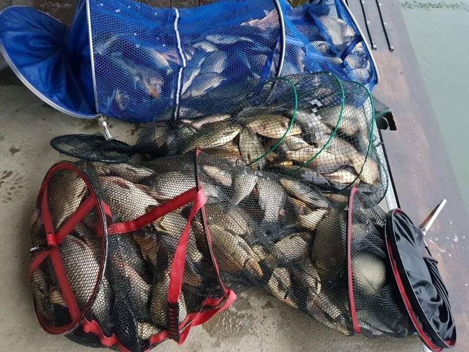 반제지 240수 (유료터정보 - 유료터점주조황)