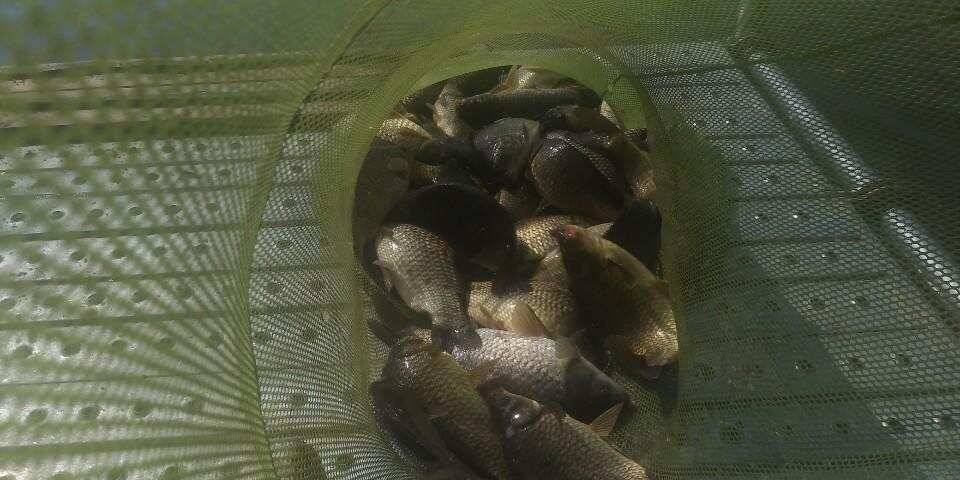 양평 수곡낚시터 자연산 토종붕어 방류 및 주말 조황 안내 (유료터정보 - 유료터점주조황)