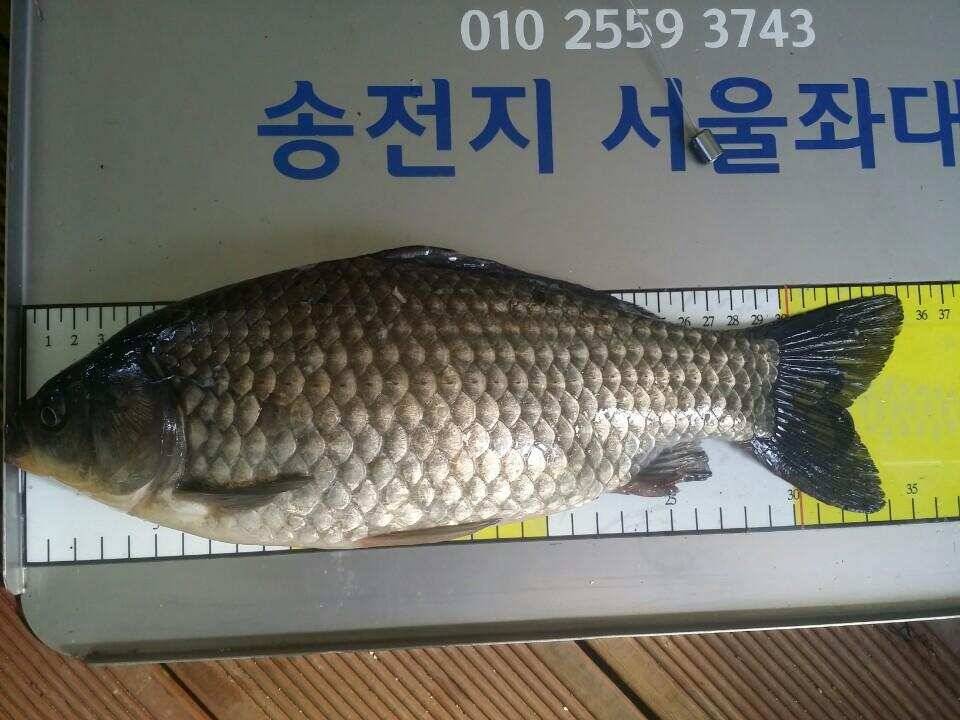 송전지서울좌대 2차산란중 (유료터정보 - 유료터점주조황)