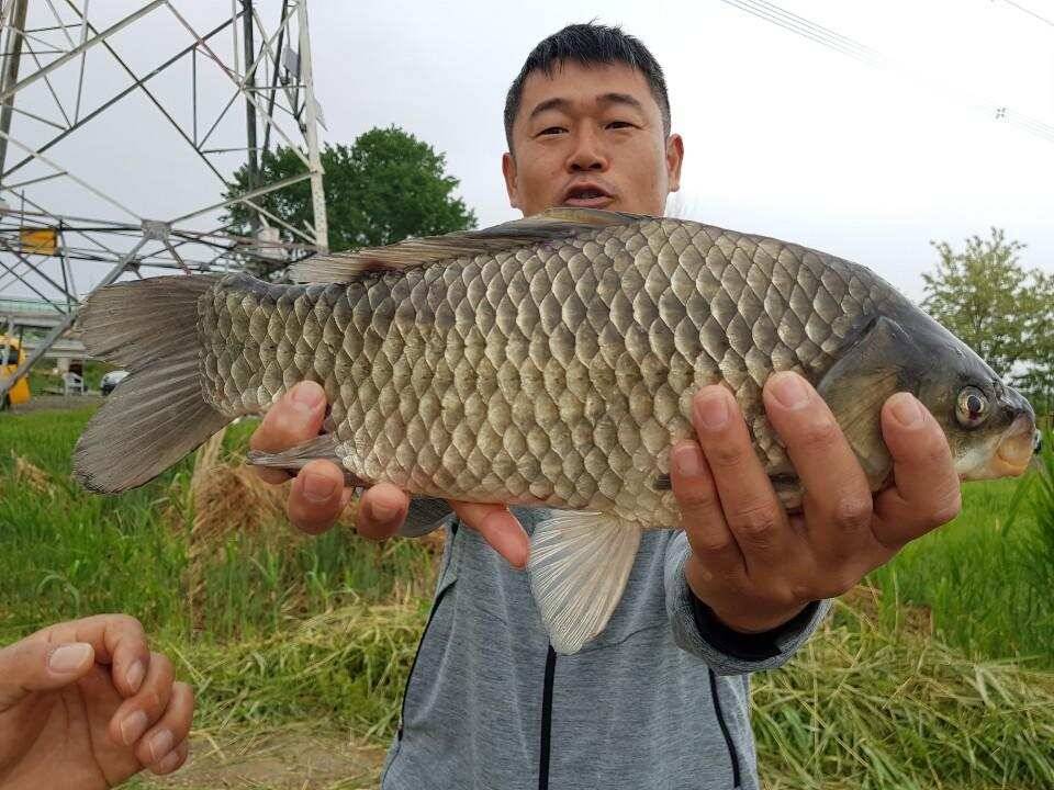 ◎ 하루에 43cm 토종 3마리 그리고 4짜 ◎ (유료터정보 - 유료터점주조황)