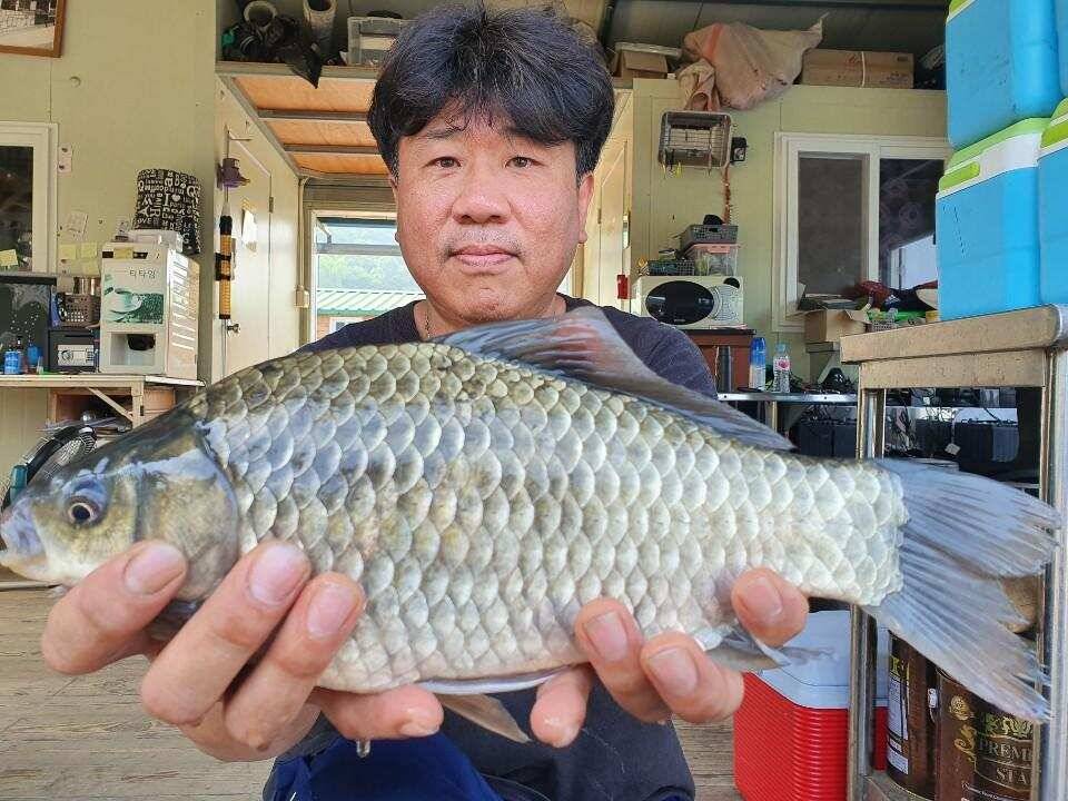 고삼지 덩이리 마리수 조황입니다 (유료터정보 - 유료터점주조황)