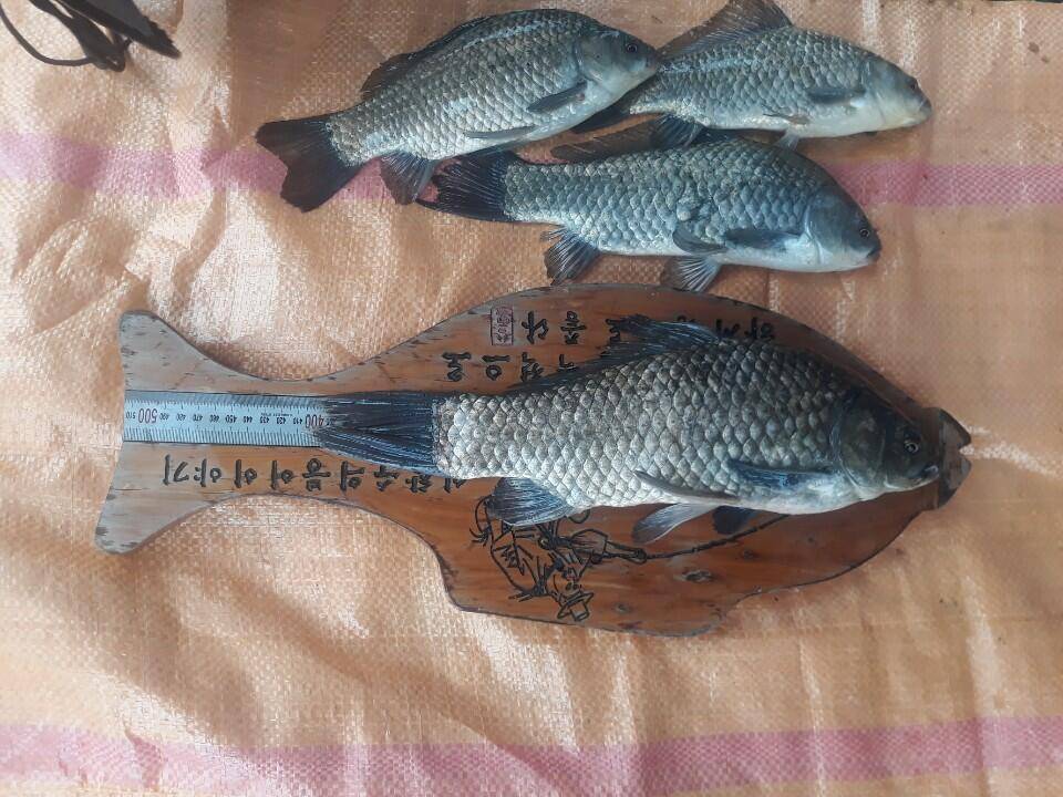 아산 안골지 4짜 조황정보입니다 (유료터정보 - 유료터점주조황)