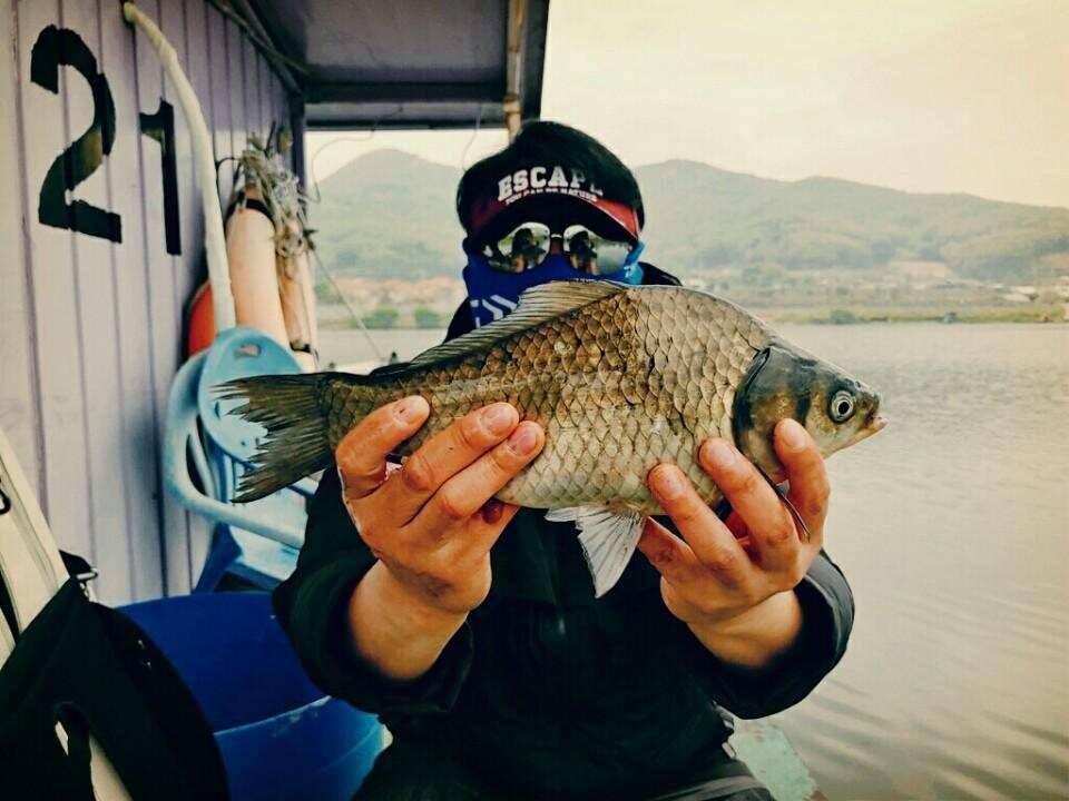 아산 안골지 아직은 수초낚시 가능합니다 (유료터정보 - 유료터점주조황)