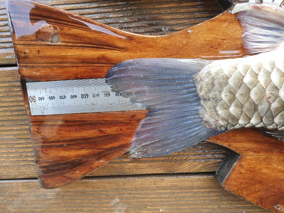고삼지 역배수중 중상류 물골포인트 사짜붕어 (유료터정보 - 유료터점주조황)