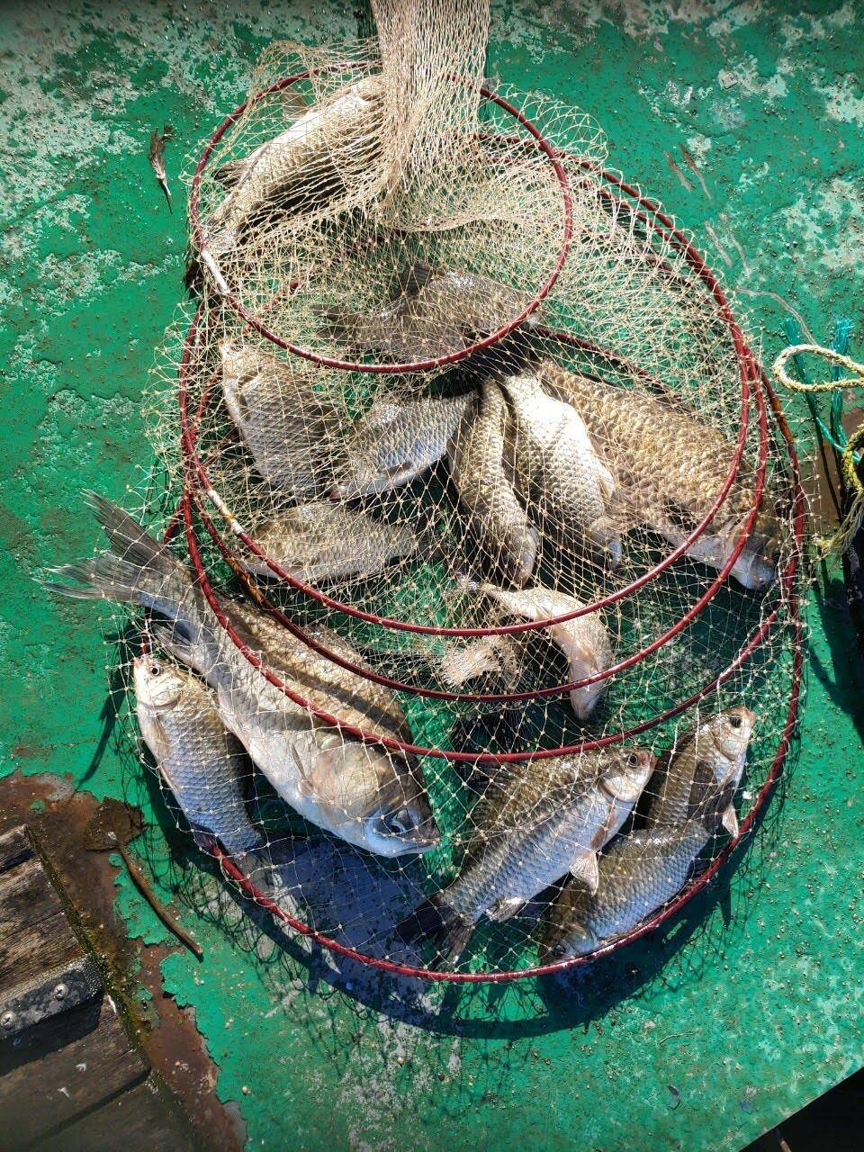 아산 안골지 조황정보 입니다 (유료터정보 - 유료터점주조황)
