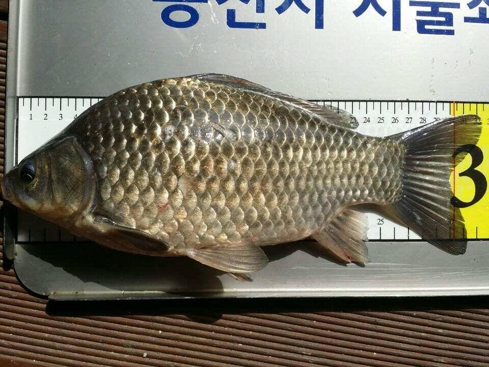 계속이어지는 4짜대물들 (유료터정보 - 유료터점주조황)