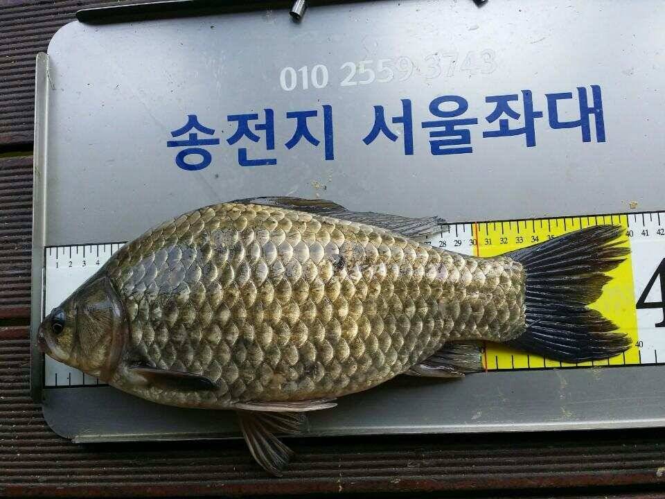 송전지서울집5월13일조황 (유료터정보 - 유료터점주조황)
