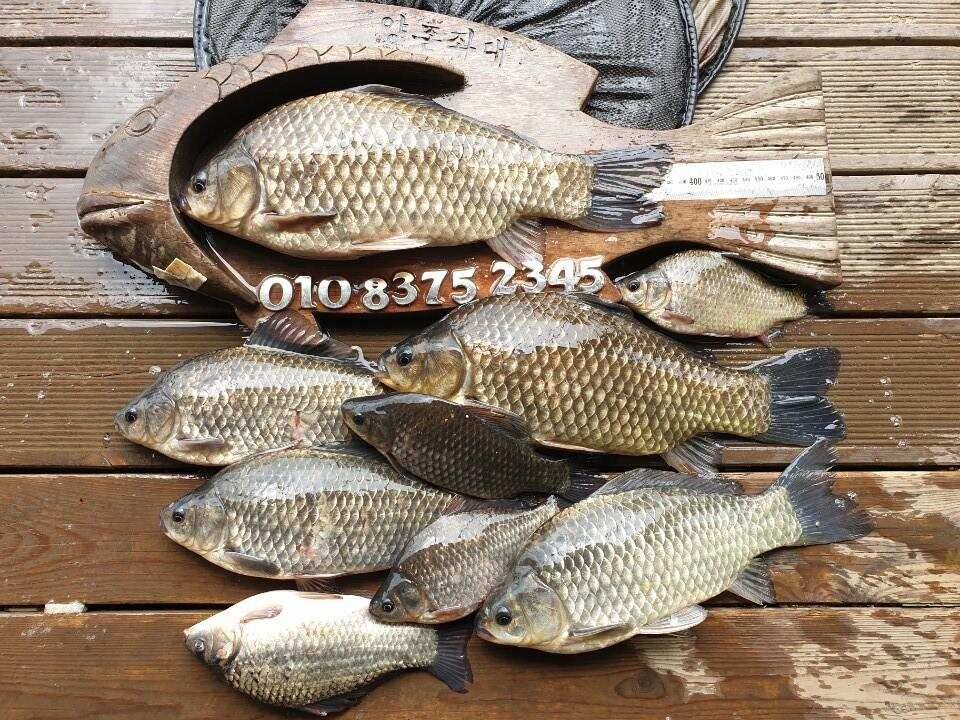 고삼지 덩어리 마리수 조황입니다 (유료터정보 - 유료터점주조황)