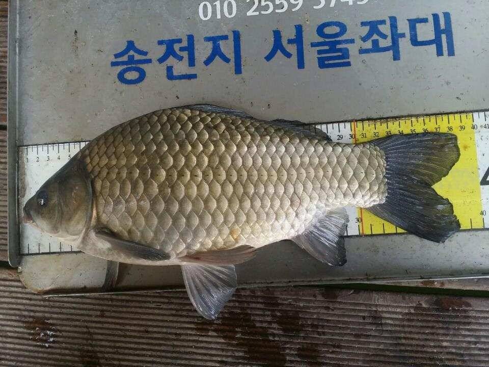 송전지서울좌대10월23일조황 (유료터정보 - 유료터점주조황)