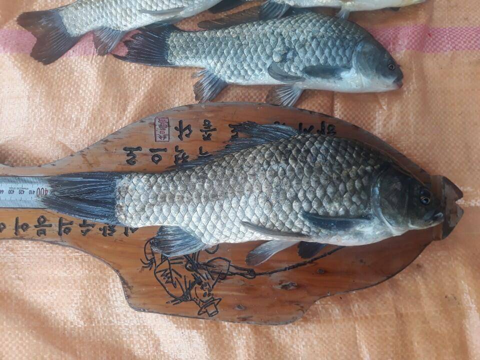 아산 안골지 4짜 조황정보입니다 (유료터정보 - 유료터점주조황)