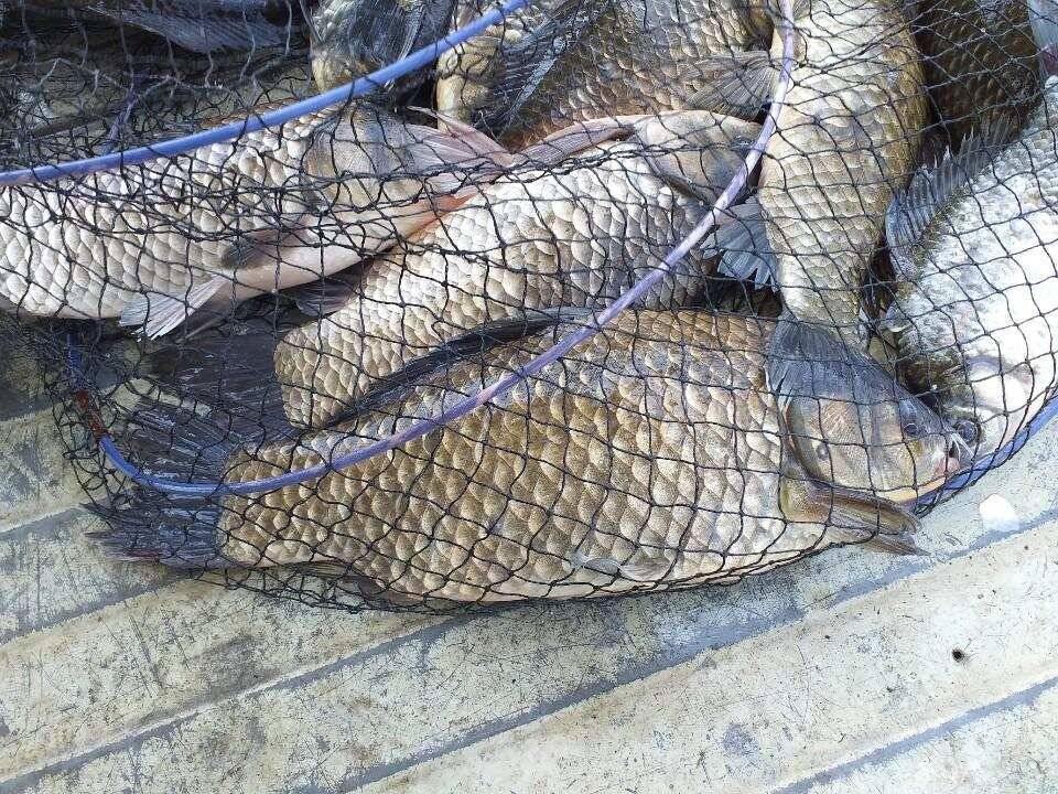 아산 안골지 조황정보 입니다 (유료터정보 - 유료터점주조황)