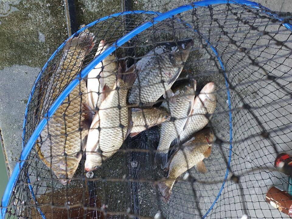 공주 고성낚시터 입니다 (유료터정보 - 유료터점주조황)