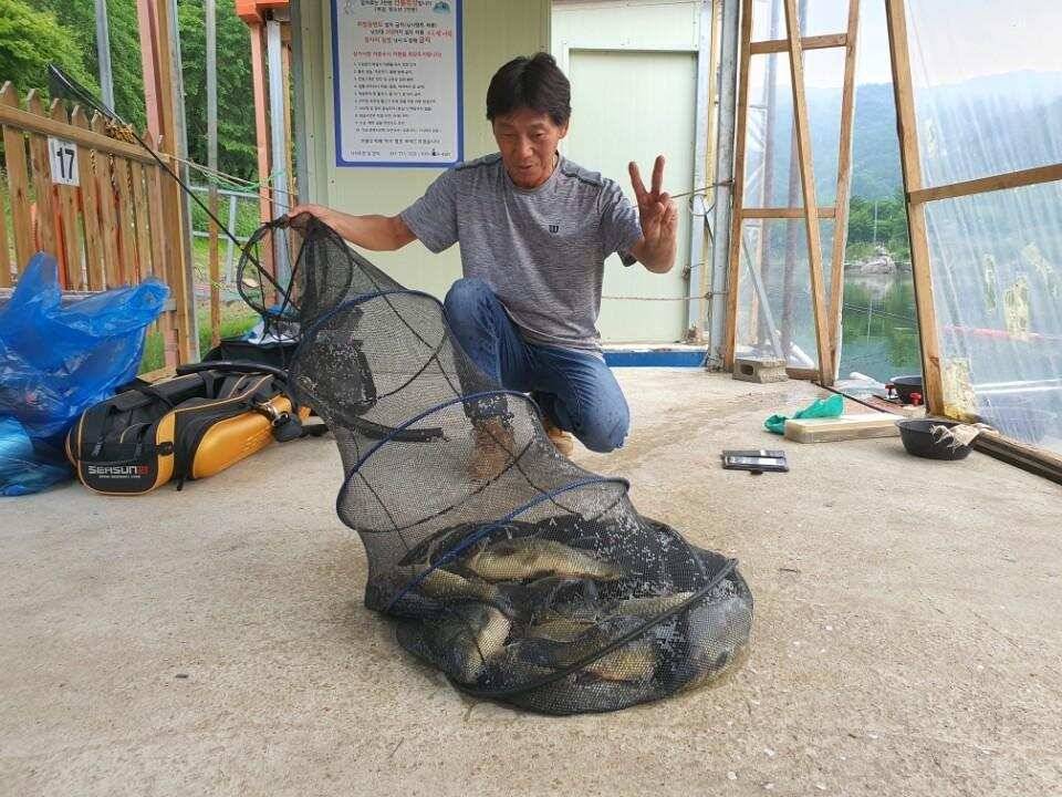 피서낚시 양평 수곡낚시터 월요일 주초조황 및 금일 붕어방류 완료 (유료터정보 - 유료터점주조황)