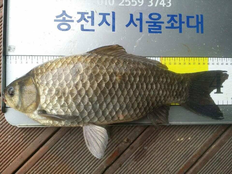 오늘도 4440허리급드로 손맛을 (유료터정보 - 유료터점주조황)