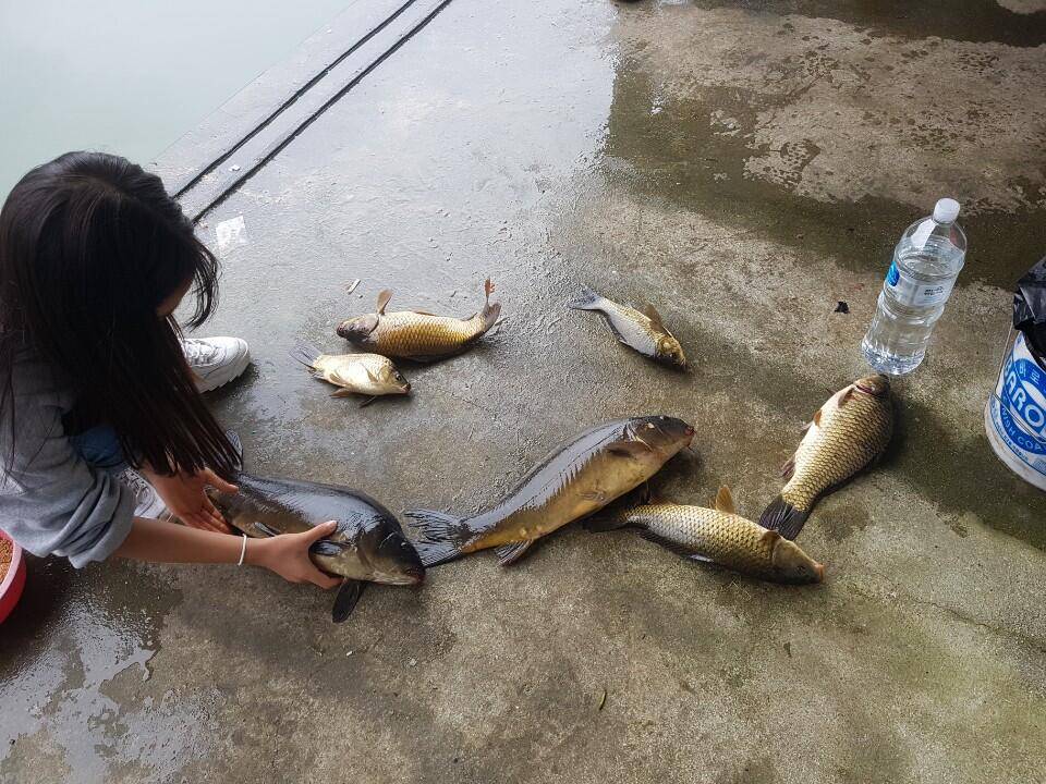 공주 고성낚시터 입니다 (유료터정보 - 유료터점주조황)