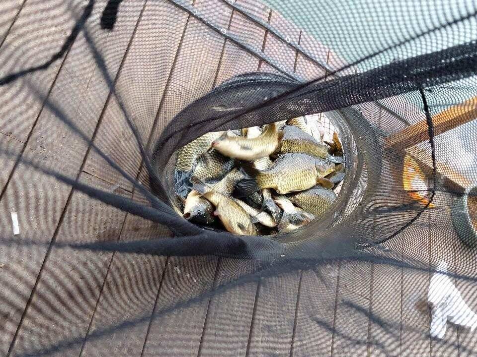 수곡낚시터 상중하류권 모두 고른 조황이 이어집니다 (유료터정보 - 유료터점주조황)