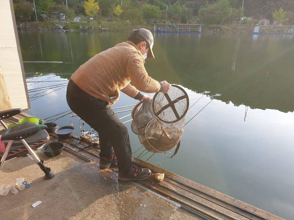 초가을시즌 양평 수곡낚시터 금요일 어제도 고른조황이며 금일 수입붕어 방류완료 (유료터정보 - 유료터점주조황)