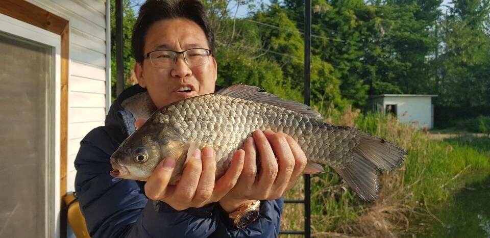 토종붕어 50수 대박 어망 (유료터정보 - 유료터점주조황)