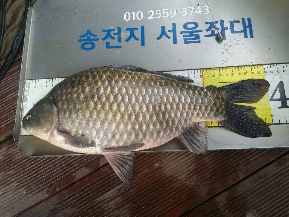 송전지서울좌대10월23일조황 (유료터정보 - 유료터점주조황)