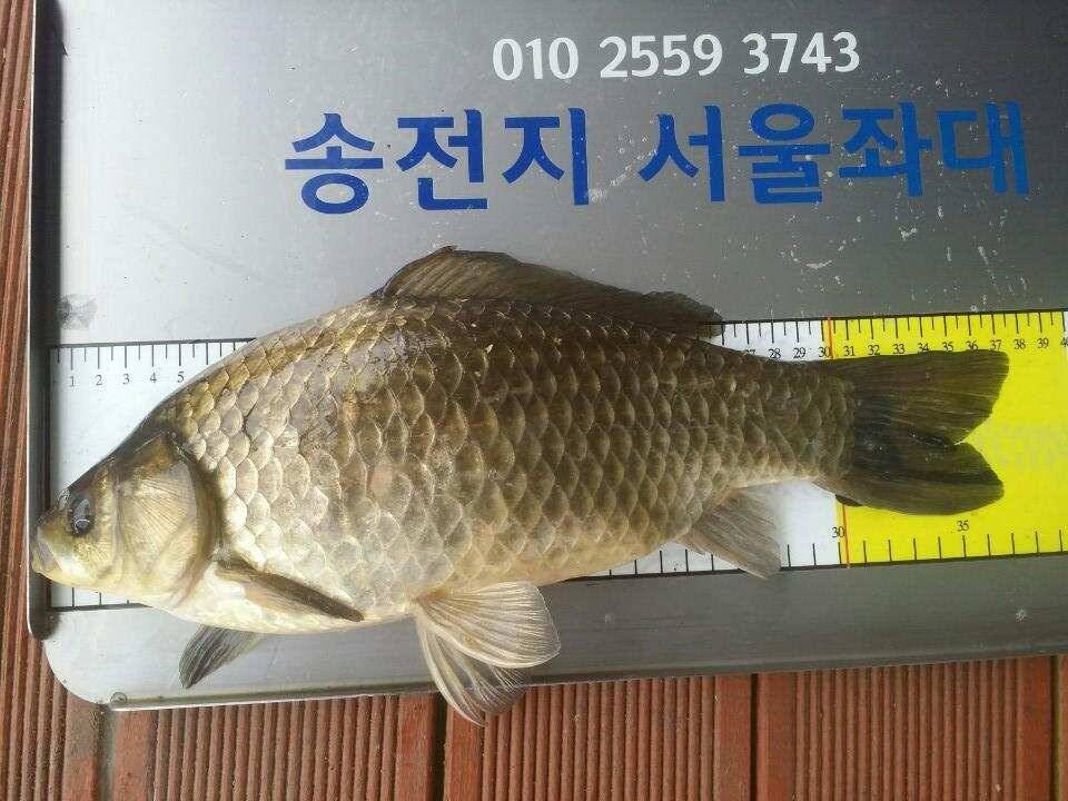 오늘도 4440허리급드로 손맛을 (유료터정보 - 유료터점주조황)