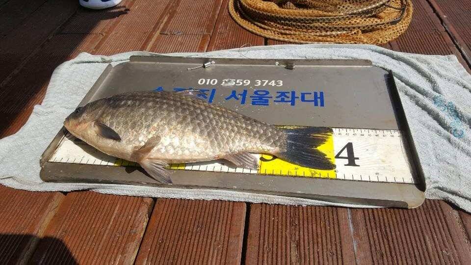 송전지서울좌대4월1일조황 (유료터정보 - 유료터점주조황)