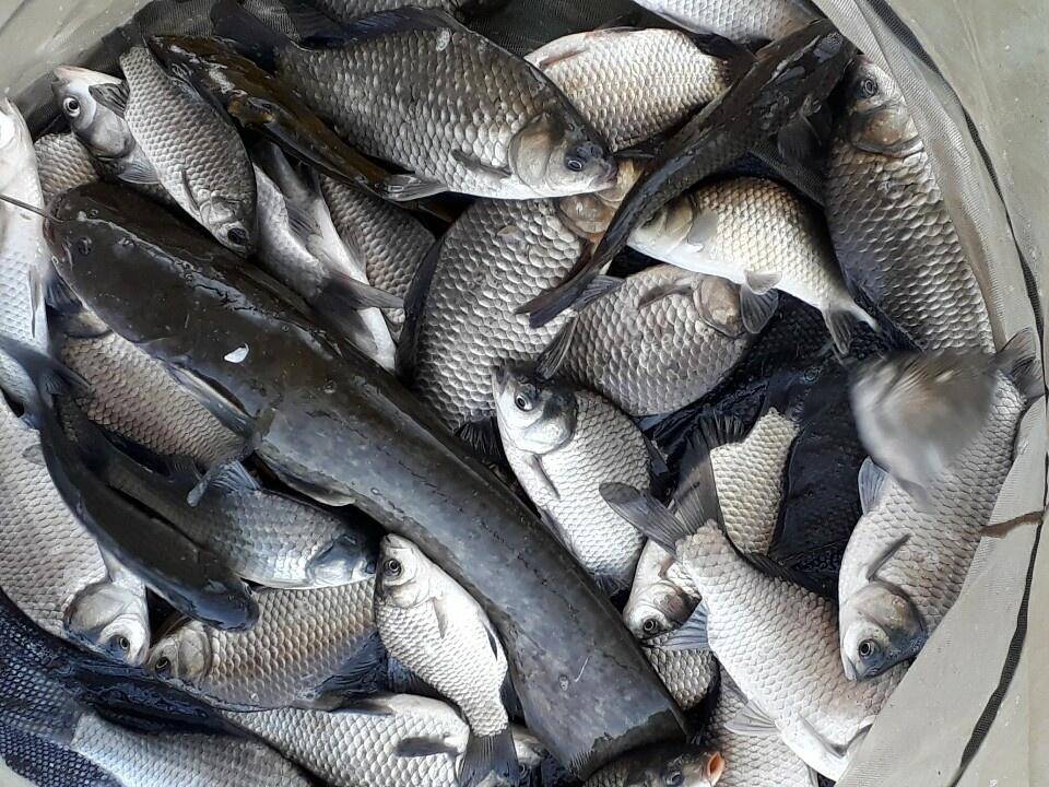 아산 안골지 조황정보 입니다 (유료터정보 - 유료터점주조황)
