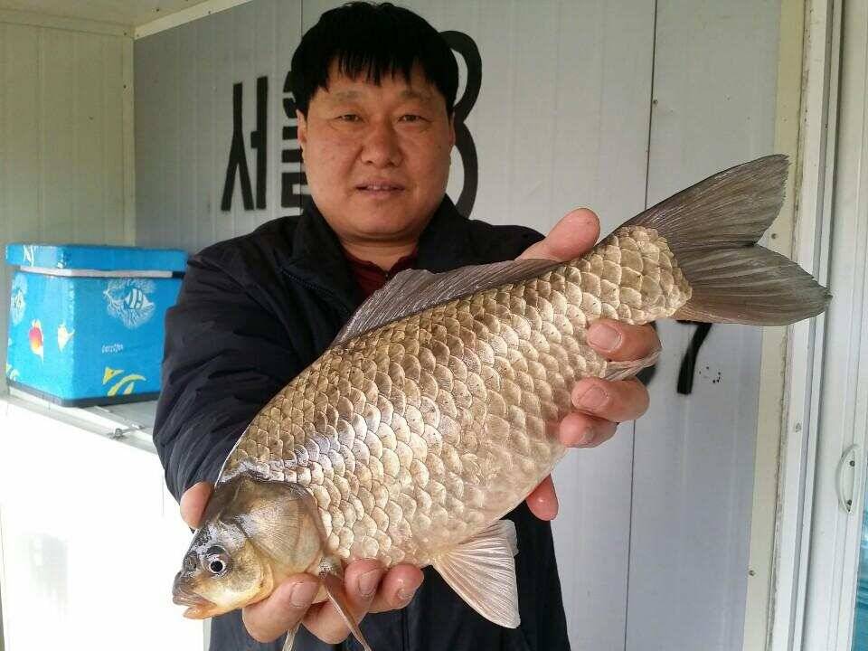 송전지서울집4월9일조황 (유료터정보 - 유료터점주조황)
