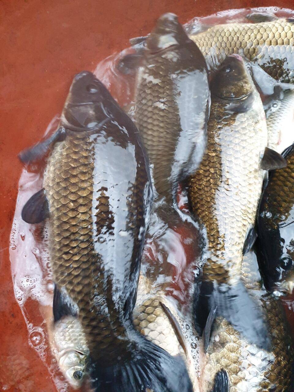경주 동산낚시터붕어 전용잡이터지난주 조황 (유료터정보 - 유료터점주조황)