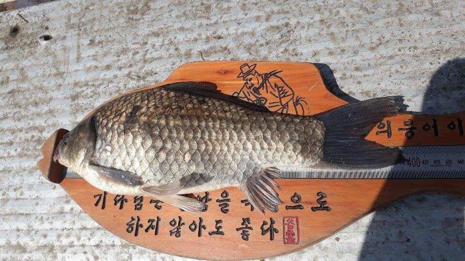 아산 안골지 4짜 소식 연속입니다 (유료터정보 - 유료터점주조황)