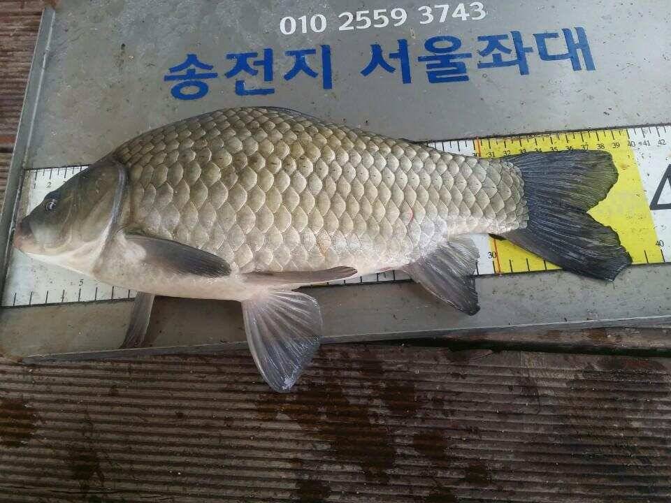 송전지서울좌대10월23일조황 (유료터정보 - 유료터점주조황)