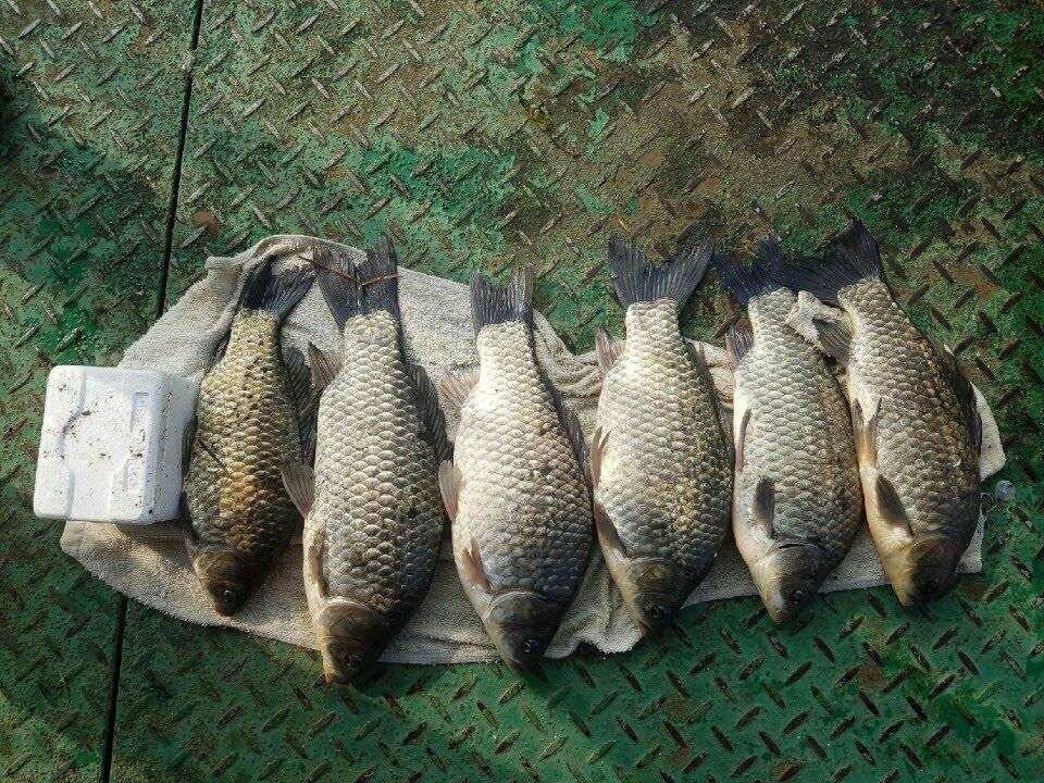 아산 안골지 연이어 4짜 소식입니다 (유료터정보 - 유료터점주조황)