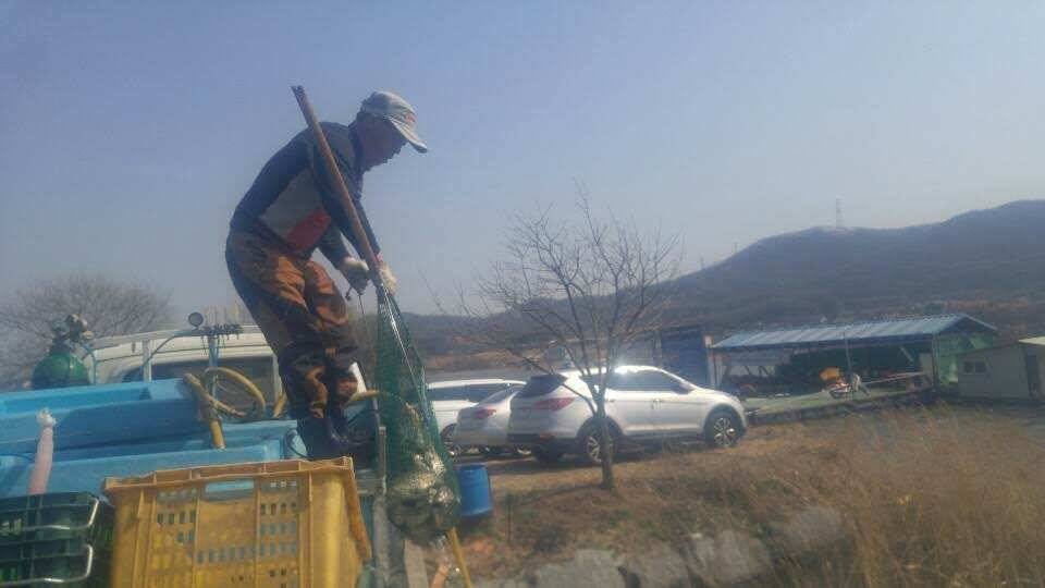아산 안골지 조황정보입니다 (유료터정보 - 유료터점주조황)