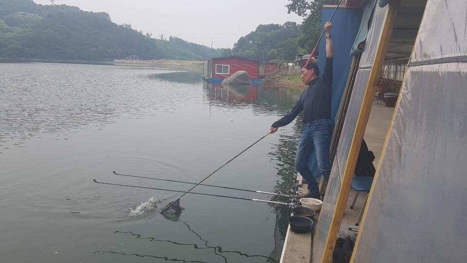 양평낚시터 힐링 수곡낚시터 수목요일 주중 조황도 고르게 나와주고 있습니다 (유료터정보 - 유료터점주조황)
