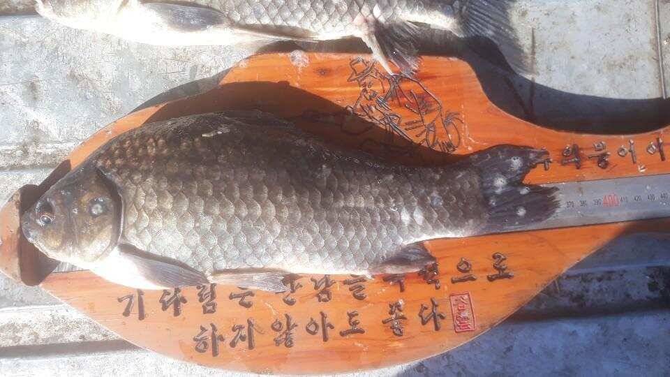 아산 안골지 대물 48입니다 (유료터정보 - 유료터점주조황)