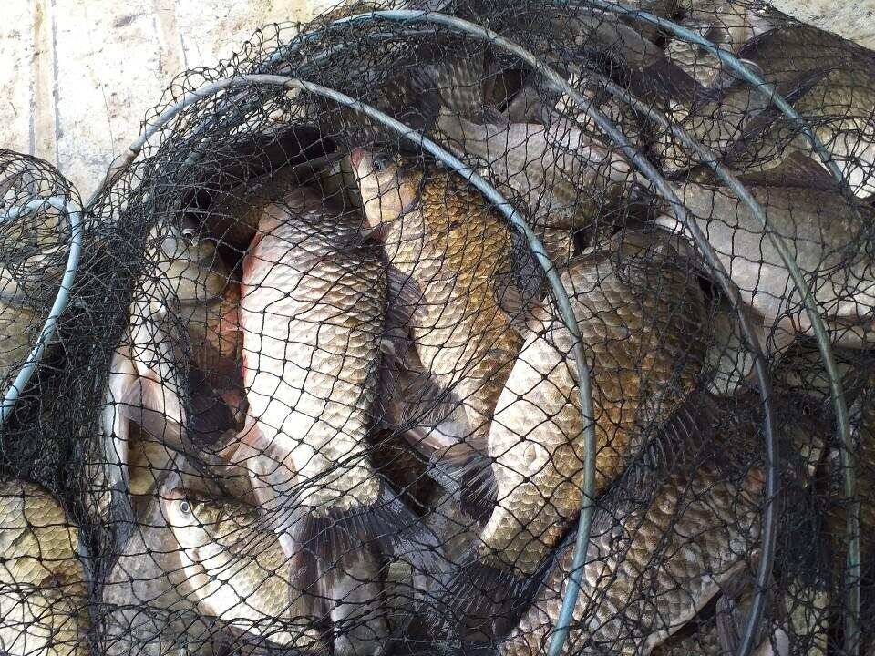 아산 안골지 조황정보 입니다 (유료터정보 - 유료터점주조황)