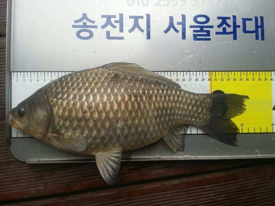 오늘도 4짜여 (유료터정보 - 유료터점주조황)