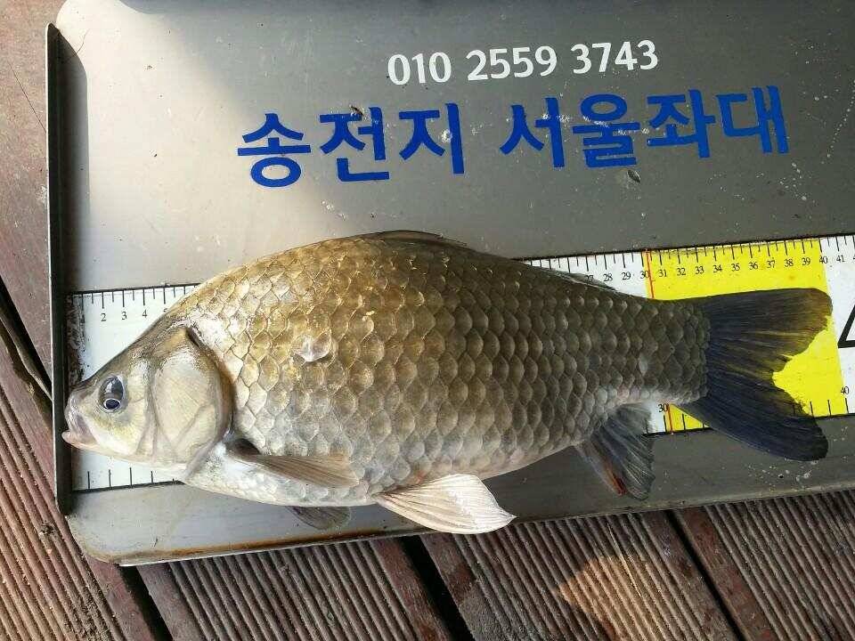11월첫주말에 4짜3마리 (유료터정보 - 유료터점주조황)