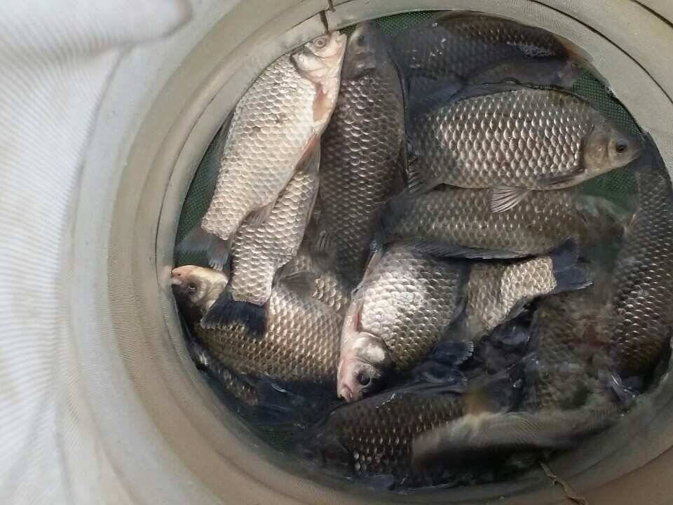 송전지서울좌대3월31일조황 (유료터정보 - 유료터점주조황)