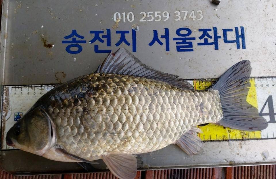 송전지서울집좌대5월16일조황 (유료터정보 - 유료터점주조황)