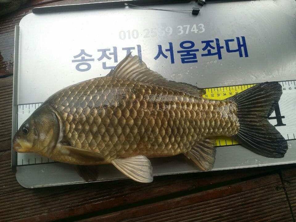 오늘도 4짜여 (유료터정보 - 유료터점주조황)